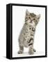 Playful Tabby Kitten, Stanley, 6 Weeks-Mark Taylor-Framed Stretched Canvas