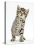 Playful Tabby Kitten, Stanley, 6 Weeks-Mark Taylor-Stretched Canvas