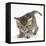 Playful Tabby Kitten, Stanley, 6 Weeks-Mark Taylor-Framed Stretched Canvas