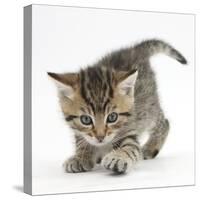 Playful Tabby Kitten, Stanley, 6 Weeks-Mark Taylor-Stretched Canvas