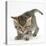 Playful Tabby Kitten, Stanley, 6 Weeks-Mark Taylor-Stretched Canvas