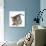 Playful Tabby Kitten, Stanley, 6 Weeks-Mark Taylor-Photographic Print displayed on a wall