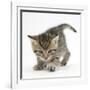 Playful Tabby Kitten, Stanley, 6 Weeks-Mark Taylor-Framed Photographic Print