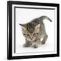 Playful Tabby Kitten, Stanley, 6 Weeks-Mark Taylor-Framed Photographic Print