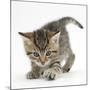 Playful Tabby Kitten, Stanley, 6 Weeks-Mark Taylor-Mounted Photographic Print