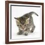 Playful Tabby Kitten, Stanley, 6 Weeks-Mark Taylor-Framed Photographic Print