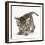 Playful Tabby Kitten, Stanley, 6 Weeks-Mark Taylor-Framed Photographic Print