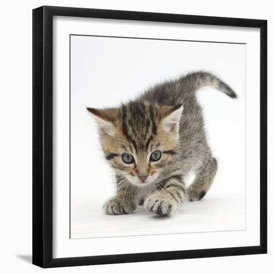 Playful Tabby Kitten, Stanley, 6 Weeks-Mark Taylor-Framed Photographic Print