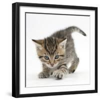 Playful Tabby Kitten, Stanley, 6 Weeks-Mark Taylor-Framed Photographic Print