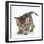 Playful Tabby Kitten, Stanley, 6 Weeks-Mark Taylor-Framed Photographic Print