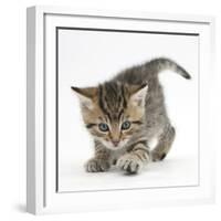 Playful Tabby Kitten, Stanley, 6 Weeks-Mark Taylor-Framed Photographic Print