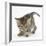 Playful Tabby Kitten, Stanley, 6 Weeks-Mark Taylor-Framed Photographic Print