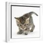 Playful Tabby Kitten, Stanley, 6 Weeks-Mark Taylor-Framed Photographic Print