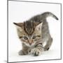Playful Tabby Kitten, Stanley, 6 Weeks-Mark Taylor-Mounted Photographic Print