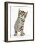 Playful Tabby Kitten, Stanley, 6 Weeks-Mark Taylor-Framed Photographic Print