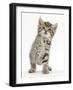 Playful Tabby Kitten, Stanley, 6 Weeks-Mark Taylor-Framed Photographic Print