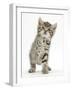 Playful Tabby Kitten, Stanley, 6 Weeks-Mark Taylor-Framed Photographic Print