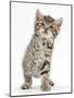 Playful Tabby Kitten, Stanley, 6 Weeks-Mark Taylor-Mounted Photographic Print