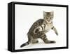 Playful Tabby Male Kitten, Stanley, 12 Weeks Old, in Acrobatic Stance-Mark Taylor-Framed Stretched Canvas