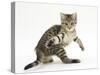 Playful Tabby Male Kitten, Stanley, 12 Weeks Old, in Acrobatic Stance-Mark Taylor-Stretched Canvas