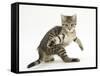 Playful Tabby Male Kitten, Stanley, 12 Weeks Old, in Acrobatic Stance-Mark Taylor-Framed Stretched Canvas