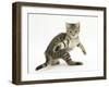 Playful Tabby Male Kitten, Stanley, 12 Weeks Old, in Acrobatic Stance-Mark Taylor-Framed Photographic Print