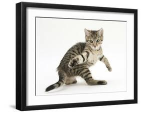 Playful Tabby Male Kitten, Stanley, 12 Weeks Old, in Acrobatic Stance-Mark Taylor-Framed Photographic Print