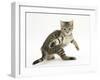 Playful Tabby Male Kitten, Stanley, 12 Weeks Old, in Acrobatic Stance-Mark Taylor-Framed Photographic Print