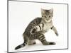 Playful Tabby Male Kitten, Stanley, 12 Weeks Old, in Acrobatic Stance-Mark Taylor-Mounted Photographic Print