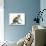 Playful Tabby Male Kitten, Stanley, 12 Weeks Old, in Acrobatic Stance-Mark Taylor-Photographic Print displayed on a wall