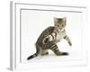 Playful Tabby Male Kitten, Stanley, 12 Weeks Old, in Acrobatic Stance-Mark Taylor-Framed Photographic Print