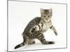 Playful Tabby Male Kitten, Stanley, 12 Weeks Old, in Acrobatic Stance-Mark Taylor-Mounted Photographic Print