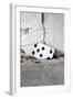 Playing Card, Seven of Spades-Jule Leibnitz-Framed Photographic Print