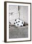 Playing Card, Seven of Spades-Jule Leibnitz-Framed Photographic Print