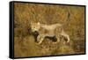 Playing Cheetah Cub-Paul Souders-Framed Stretched Canvas