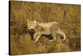 Playing Cheetah Cub-Paul Souders-Stretched Canvas
