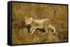 Playing Cheetah Cub-Paul Souders-Framed Stretched Canvas