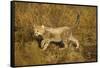 Playing Cheetah Cub-Paul Souders-Framed Stretched Canvas