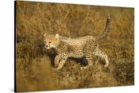 Playing Cheetah Cub-Paul Souders-Stretched Canvas