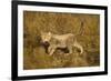 Playing Cheetah Cub-Paul Souders-Framed Photographic Print