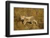 Playing Cheetah Cub-Paul Souders-Framed Photographic Print