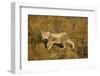 Playing Cheetah Cub-Paul Souders-Framed Photographic Print