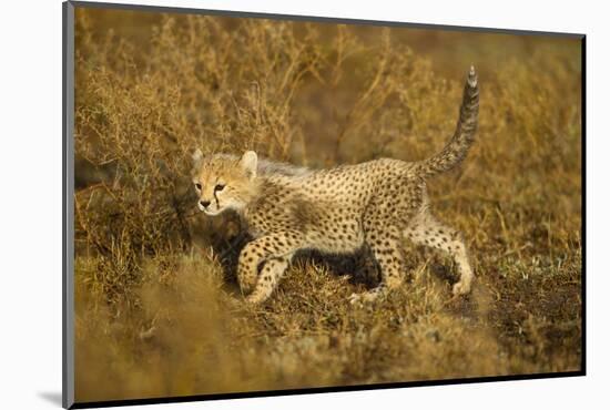 Playing Cheetah Cub-Paul Souders-Mounted Photographic Print