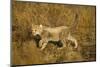 Playing Cheetah Cub-Paul Souders-Mounted Photographic Print