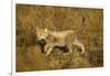 Playing Cheetah Cub-Paul Souders-Framed Photographic Print
