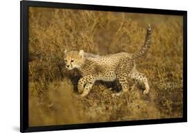 Playing Cheetah Cub-Paul Souders-Framed Photographic Print