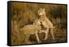 Playing Cheetah Cubs-Paul Souders-Framed Stretched Canvas