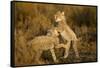 Playing Cheetah Cubs-Paul Souders-Framed Stretched Canvas