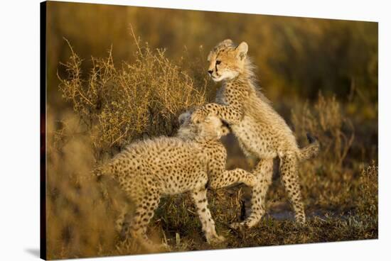 Playing Cheetah Cubs-Paul Souders-Stretched Canvas