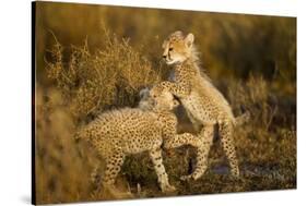 Playing Cheetah Cubs-Paul Souders-Stretched Canvas